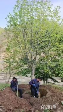 10公分二乔玉兰