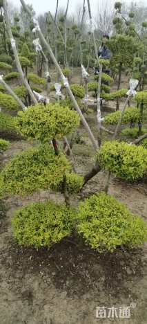 高度100厘米亮晶女贞小苗