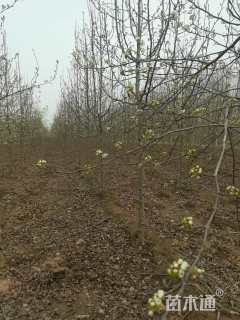 12公分彩叶豆梨