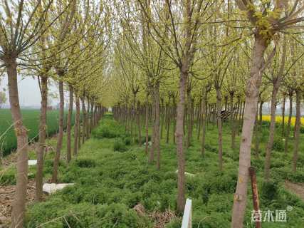 8公分金叶复叶槭