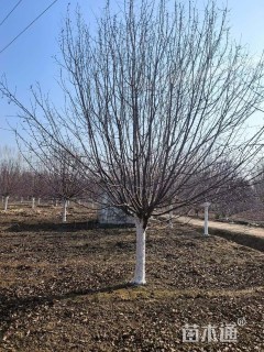 15公分造型亮晶女贞