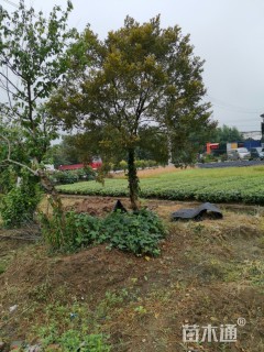 高度190厘米黄杨