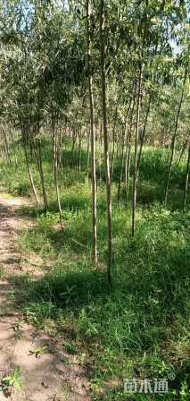 3公分竹柳