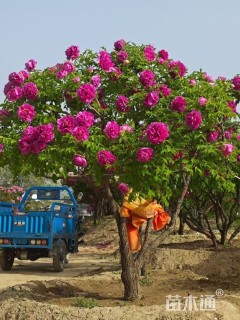 高度1.9厘米紫斑牡丹