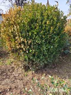 冠幅150厘米瓜子黄杨球