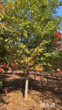 15公分美国红枫