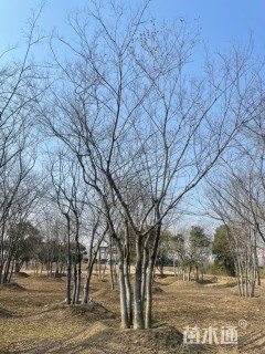 10公分(6杆)丛生朴树