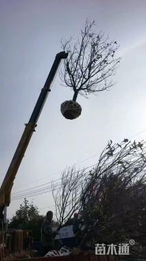 原生苗日本晚樱