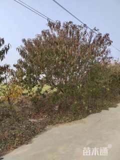 14公分红叶碧桃