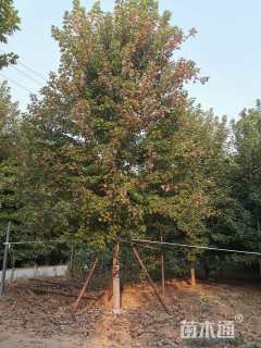 20公分美国红枫