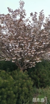 20公分日本晚樱