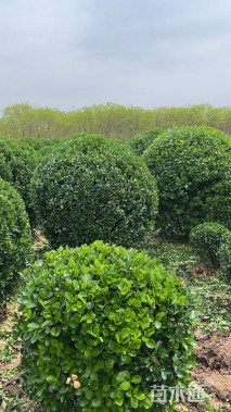 冠幅180厘米大叶黄杨球