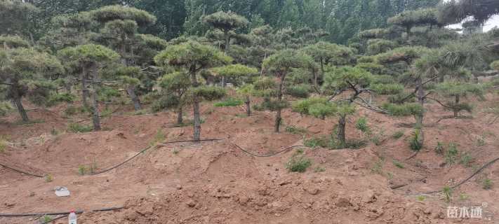 11公分造型黑松