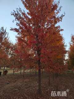 17公分美国红枫-秋火焰