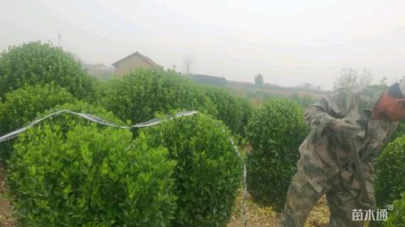 冠幅100厘米大叶黄杨球