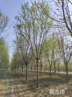 22公分美国红枫