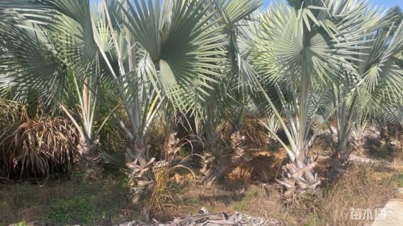 裸干高150厘米霸王棕