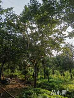 18公分中国红枫