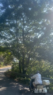 150公分(7杆)丛生朴树