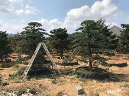 15公分造型黑松