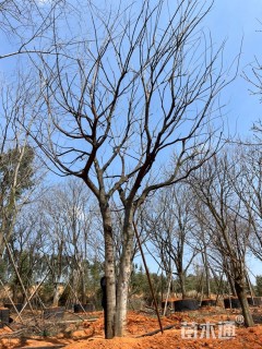 30公分(3杆)丛生朴树