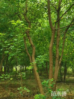 40公分丛生乌桕