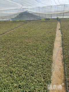 高度10厘米五色苋