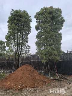 40公分(4杆)丛生香樟