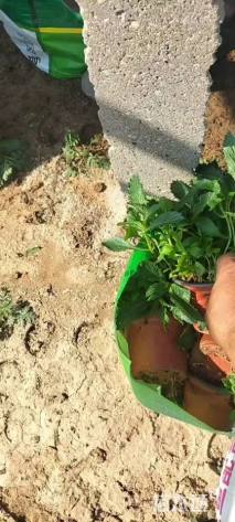 高度16厘米马鞭草