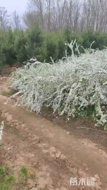 高度40厘米珍珠梅