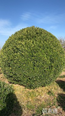 高度300厘米大叶黄杨