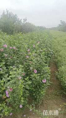 高度100厘米丛生木槿