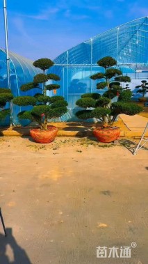 10公分造型黄杨