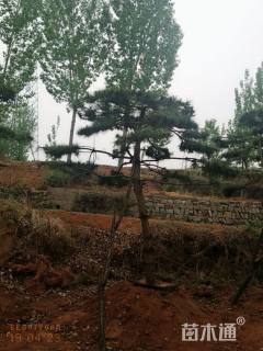 14公分造型油松