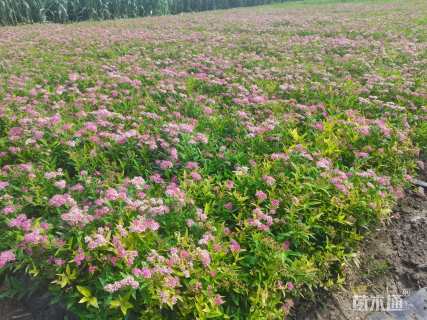 高度80厘米绣线菊