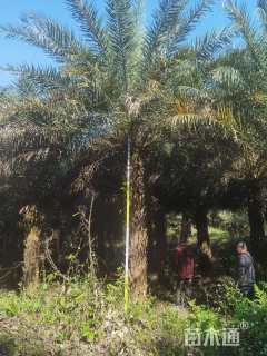 裸干高200厘米中东海枣