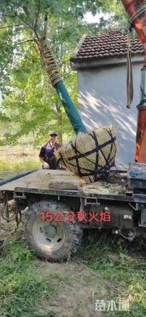 25公分美国红枫-秋火焰