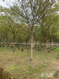 15公分国槐