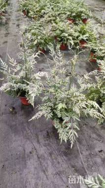 高度30厘米凤尾蕨