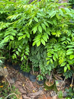 80公分海南黄花梨