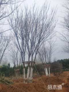 高度750厘米丛生五角枫