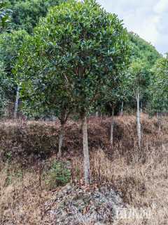 11公分高杆桂花