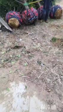 20公分红叶石楠