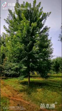 17公分美国红枫