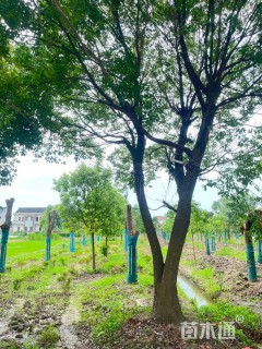 85公分(3杆)丛生香樟