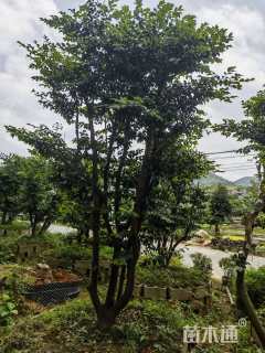 高度300厘米茶梅