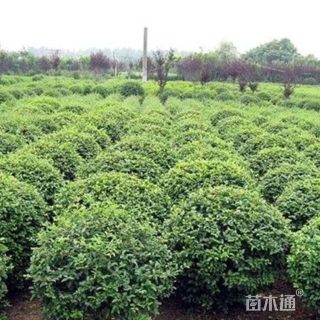 冠幅80厘米小叶黄杨球