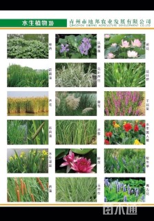 高度25厘米小兔子狼尾草