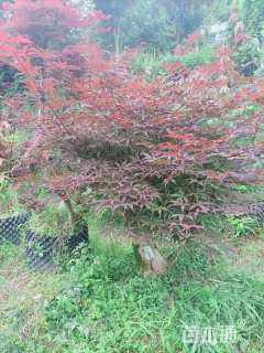 高度250厘米丛生红枫