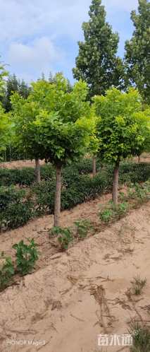 10公分金叶白蜡